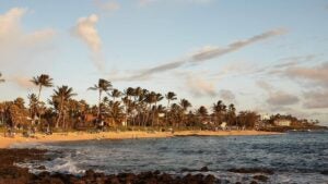 beach with palm trees and people on the short, ocean waves